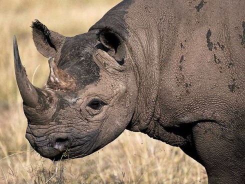 Black Rhino