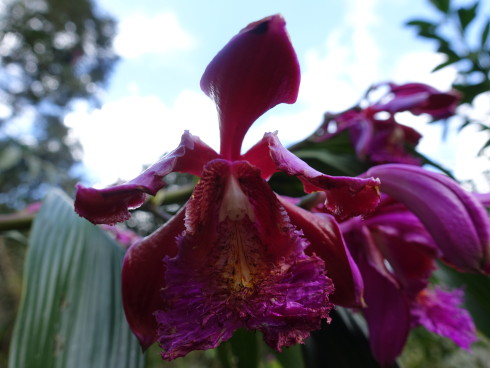 Beautiful flowers along the trail. Photo credit: Bill Riat